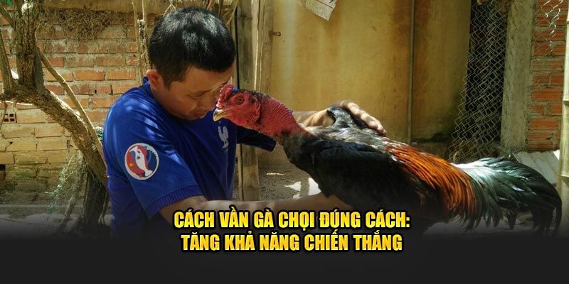 Tìm hiểu cách vần gà chọi đúng cách tăng khả năng chiến thắng cùng Bj88