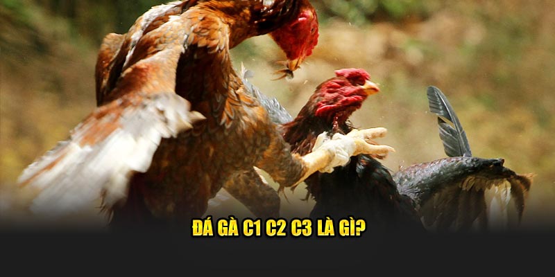 Đá gà C1, C2, C3 là gì?