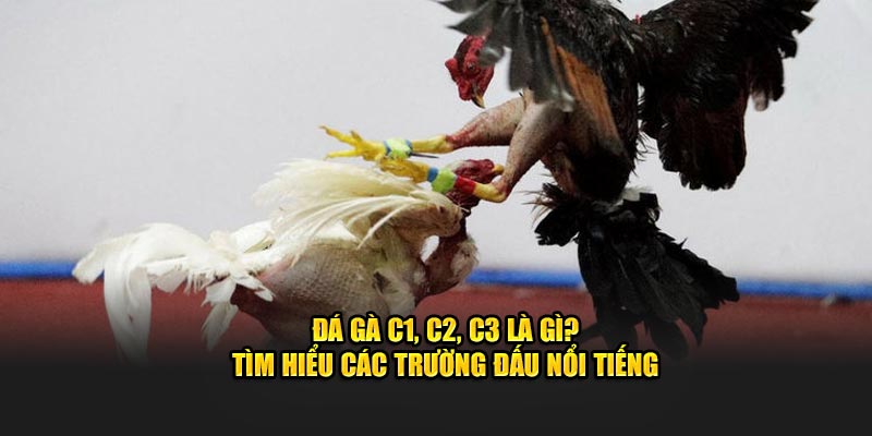 Tìm hiểu đá gà c1, c2, c3 là gì cùng nhà cái bj88