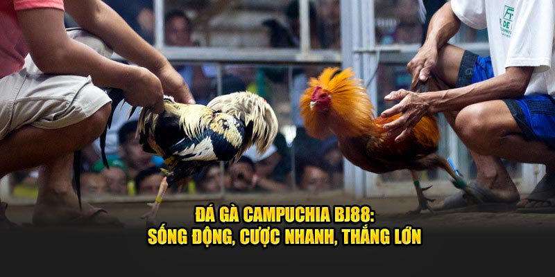 Tìm hiểu đá gà campuchia tại nhà cái Bj88