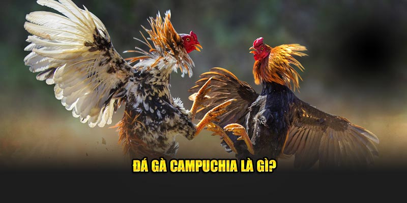 Đá gà Campuchia là gì?