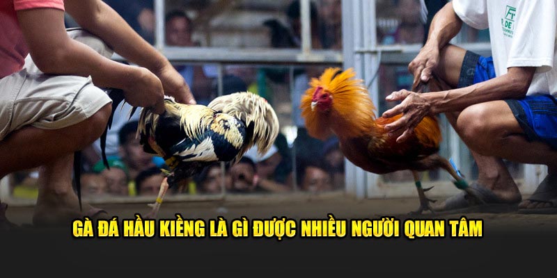 Gà đá hầu kiềng là gì được nhiều người quan tâm 