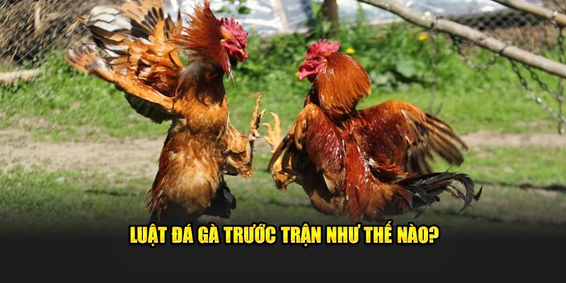 Luật đá gà trước trận như thế nào?