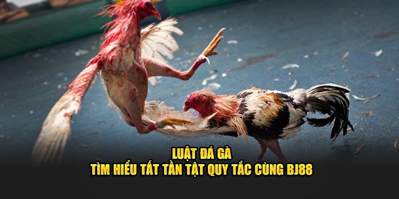 Tìm hiểu về luật đá gà cùng bj88